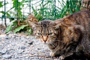 Tanita Bild von Tanita