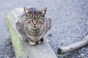 Tanita Bild von Tanita