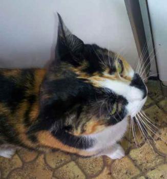 Mazurca Bild von Mazurca