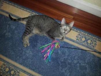 Bild von Samantha