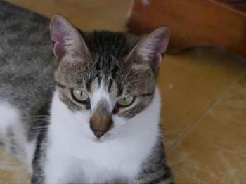 Mijou Bild von Mijou