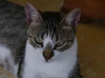 Mijou Bild von Mijou