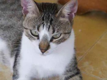 Mijou Bild von Mijou