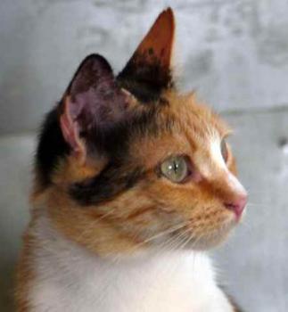Sundra Bild von Sundra