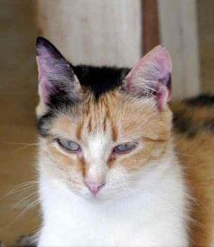 Sundra Bild von Sundra