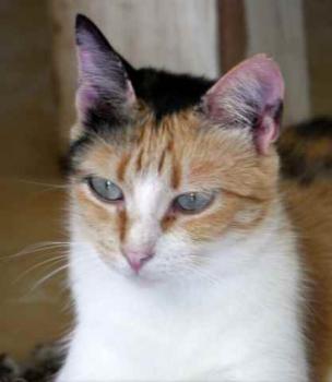 Sundra Bild von Sundra