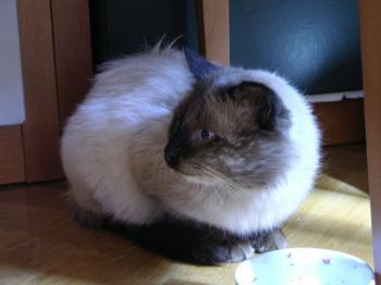 Caspian Bild von Caspian