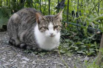 Thomson Bild von Thomson