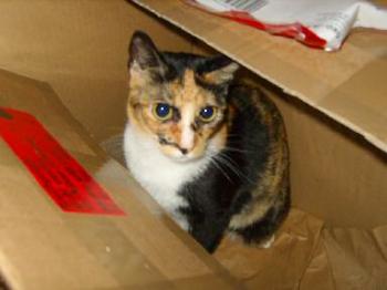 Dorotea Bild von Dorotea