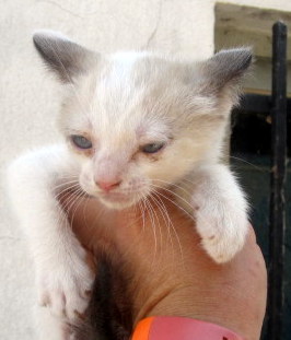 Bild von Kiki