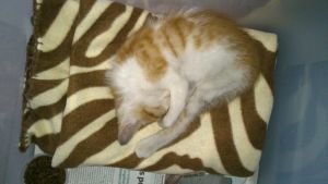 Tilk Bild von Tilk