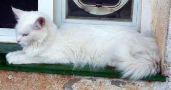 Scarlett Bild von Scarlett