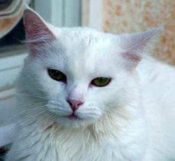 Scarlett Bild von Scarlett