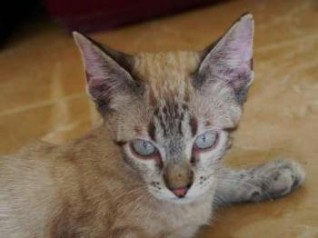 Momo Bild von Momo