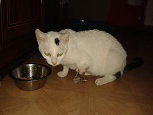 Arwen Bild von Arwen