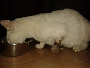 Arwen Bild von Arwen