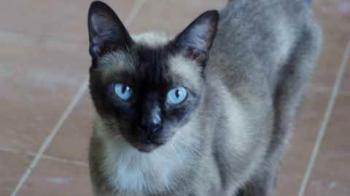 Samash Bild von Samash