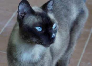 Samash Bild von Samash