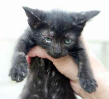Negrita Bild von Negrita