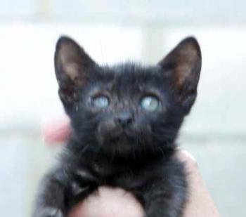 Negrita Bild von Negrita
