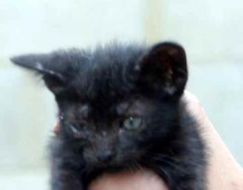 Negrita Bild von Negrita