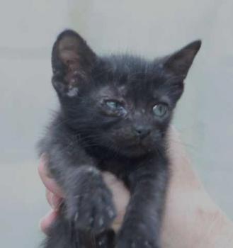 Negrita Bild von Negrita