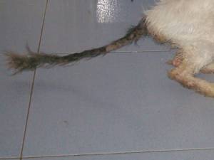 Triki Bild von Triki