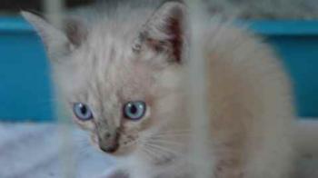 Tabby Bild von Tabby