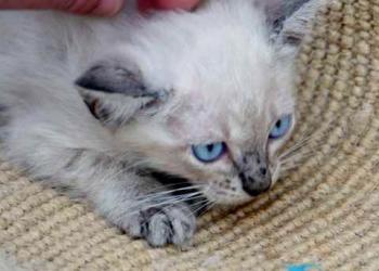 Tabby Bild von Tabby