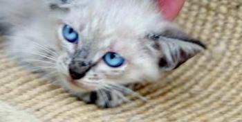 Tabby Bild von Tabby