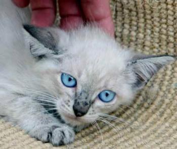 Tabby Bild von Tabby