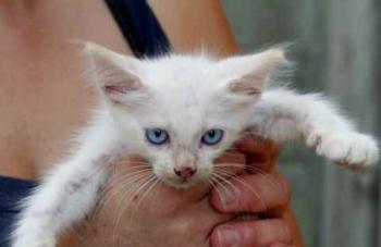 Mischa Bild von Mischa