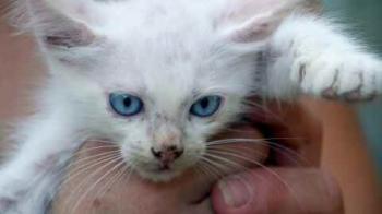 Mischa Bild von Mischa