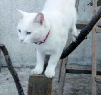 Coton Bild von Coton
