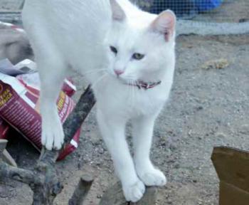 Coton Bild von Coton