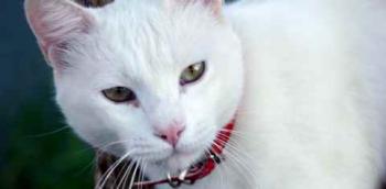 Coton Bild von Coton