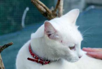 Coton Bild von Coton