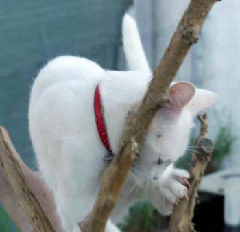 Coton Bild von Coton