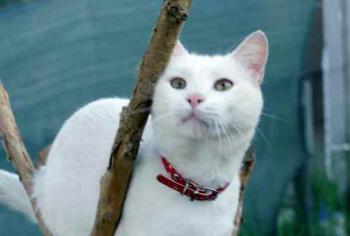 Coton Bild von Coton