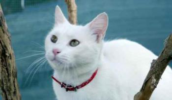Coton Bild von Coton
