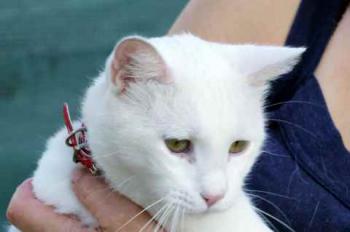Coton Bild von Coton