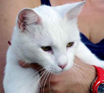 Coton Bild von Coton
