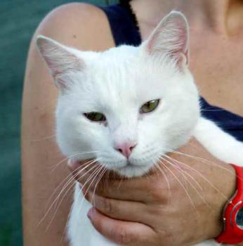 Coton Bild von Coton