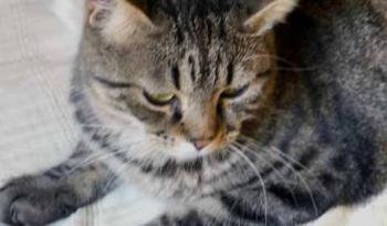 Brunelli Bild von Brunelli