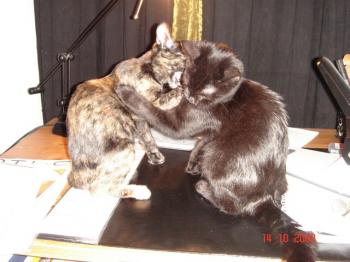 Loulou Bild von Katrina