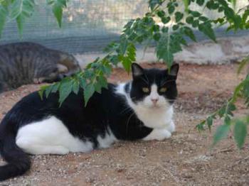 Abu Bild von Abu