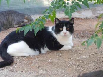 Abu Bild von Abu