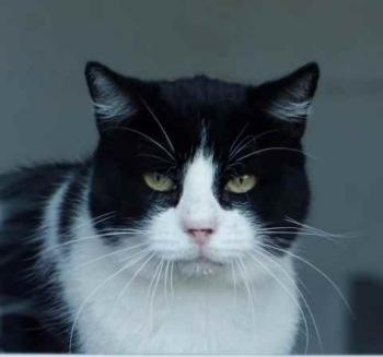 Abu Bild von Abu