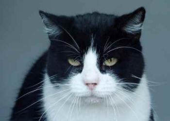 Abu Bild von Abu