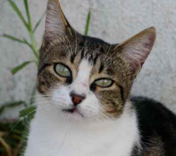 Milo Bild von Milo